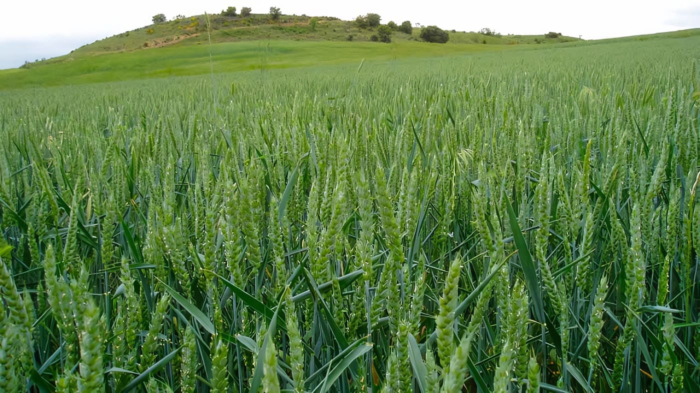 Desarrollo tecnológico agropecuario