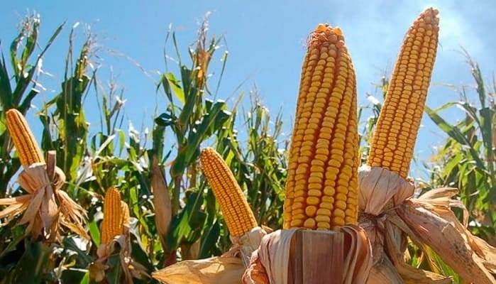 importaciones de maíz