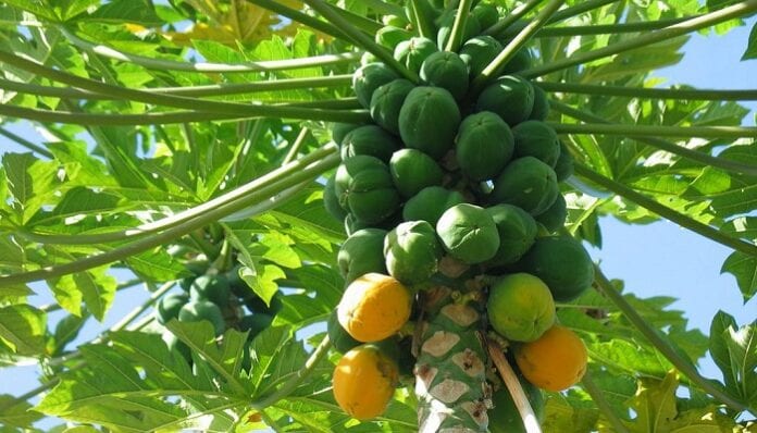 papayas colombianas