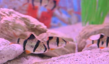 peces ornamentales
