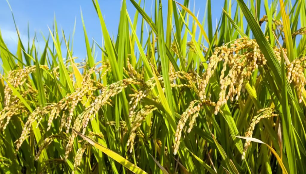 plantas de arroz