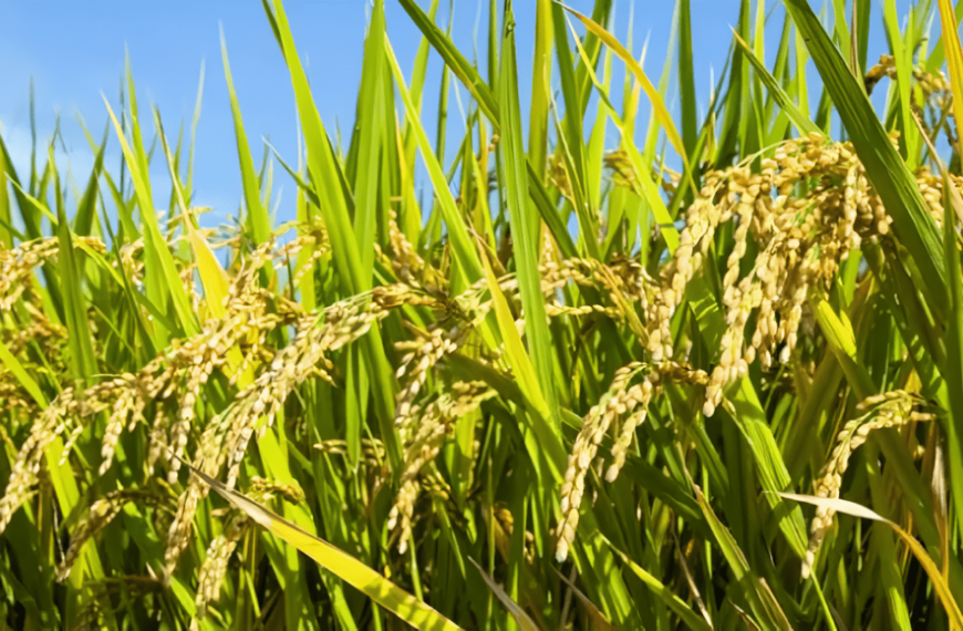 plantas de arroz