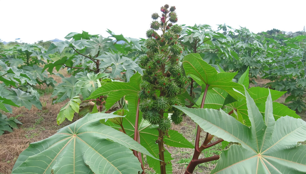 primera variedad de higuerilla