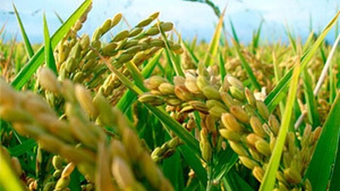 productores de arroz del Meta