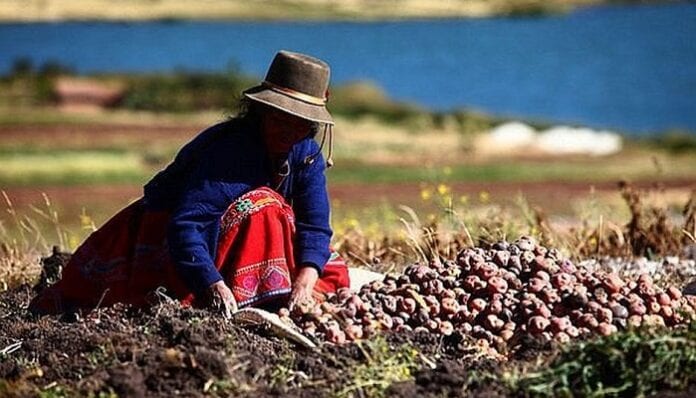 Programa Agro Ingreso Seguro