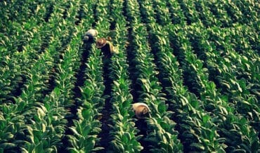 siembras de tabaco