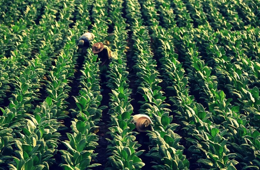 siembras de tabaco