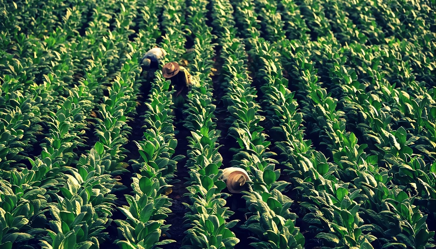 siembras de tabaco