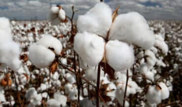 tecnificar e innovar el cultivo de algodón