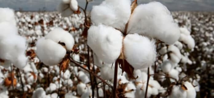 tecnificar e innovar el cultivo de algodón