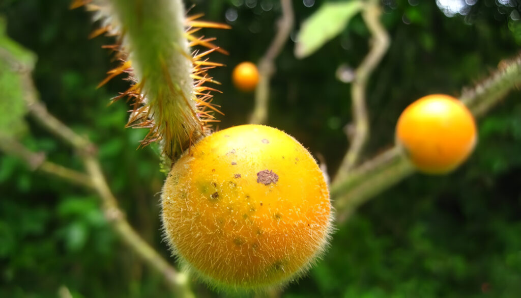 Variedades resistentes y métodos de control de enfermedad del lulo
