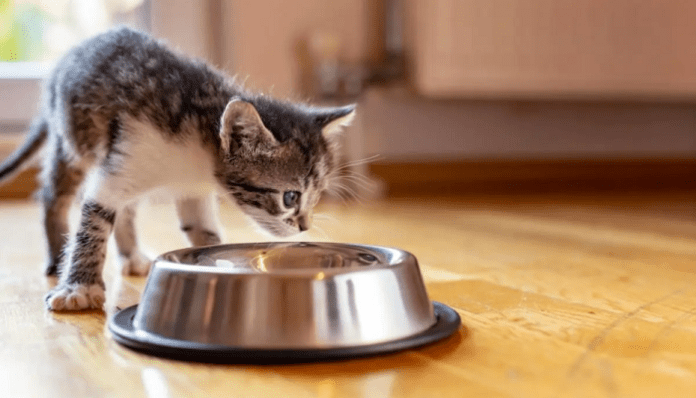 Cómo alimentar gatos