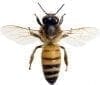 Abejas - Alergia a las picaduras de insectos