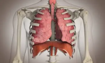 Envejecimiento del sistema respiratorio