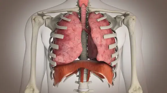 Envejecimiento del sistema respiratorio