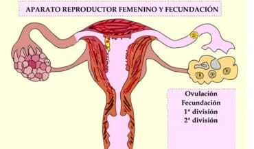 Ovulación y Fecundación - Planificación Familiar