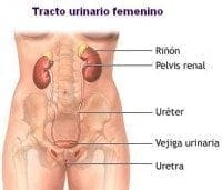 Tracto Urinario Femenino