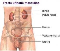 Tracto Urinario Masculino