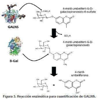 Reacción enzimática para cuantificación de GALNS