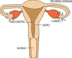 Aparato reproductor femenino - Ovulación y Fecundación