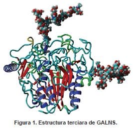 Estructura terciara de GALNS