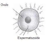 espermatozoides en cada eyaculación