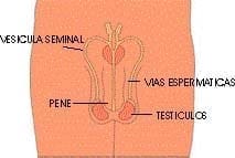 Aparato reproductor femenino - Ovulación y Fecundación