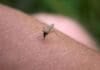 Alergia a picadura de insecto