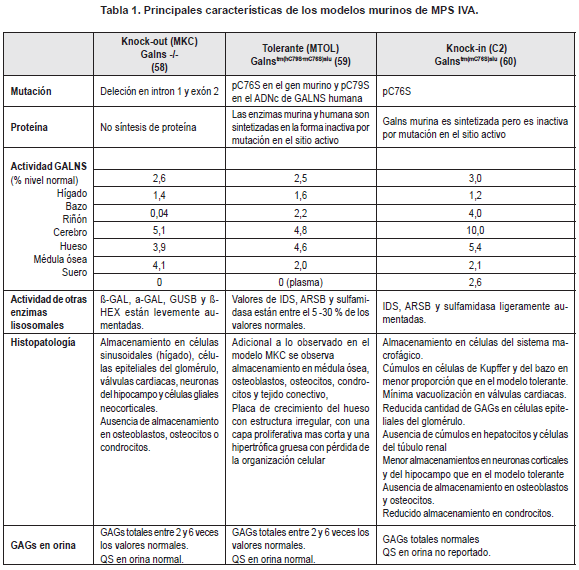 Características de los modelos murinos de MPS IVA