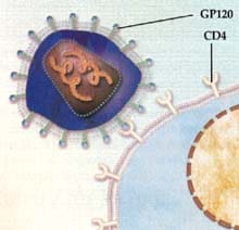 El VIH entra en contacto con la célula