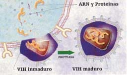 Las proteínas y otras sustancias virales