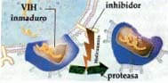 Acción de los inhibidores de la proteasa