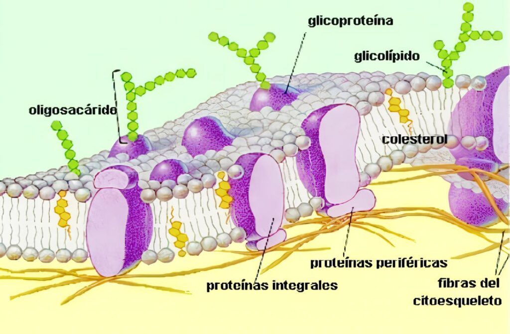 Endocrinología: Factores endocrinos y paracrinos que regulan el adipocito y su relación con el riesgo cardiovascular, dislipidemia y obesidad