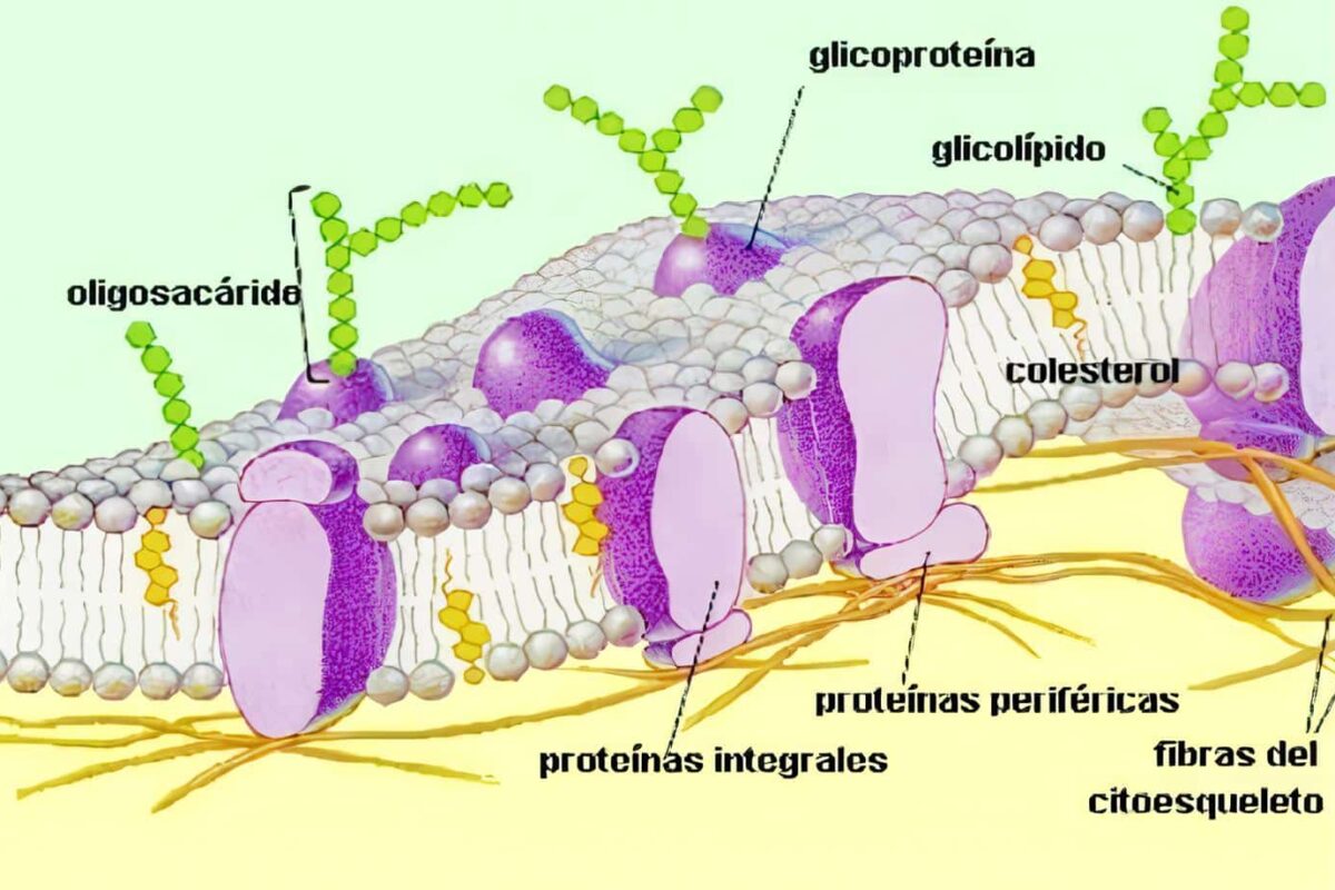 Factores endocrinos y paracrinos