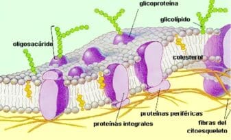 Factores endocrinos y paracrinos