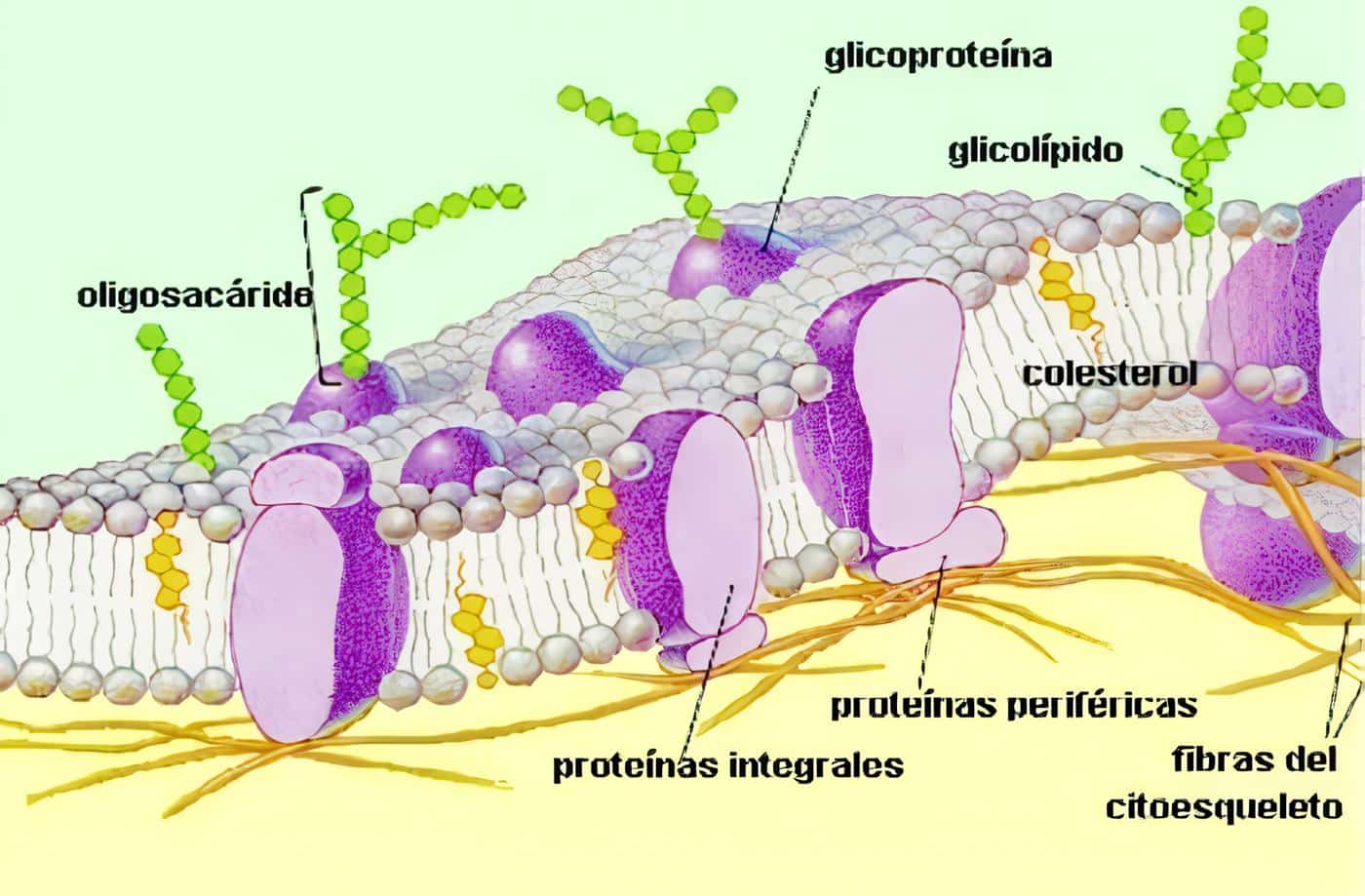 Factores endocrinos y paracrinos