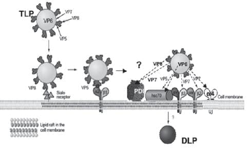 Mecanismo propuesto para entrada de rotavirus