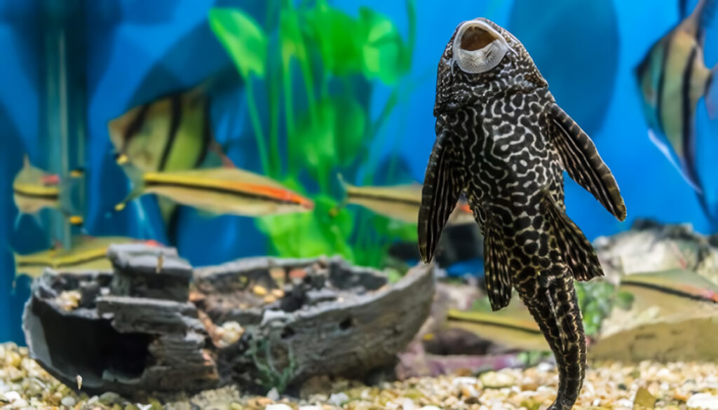 Cómo Alimentar Peces