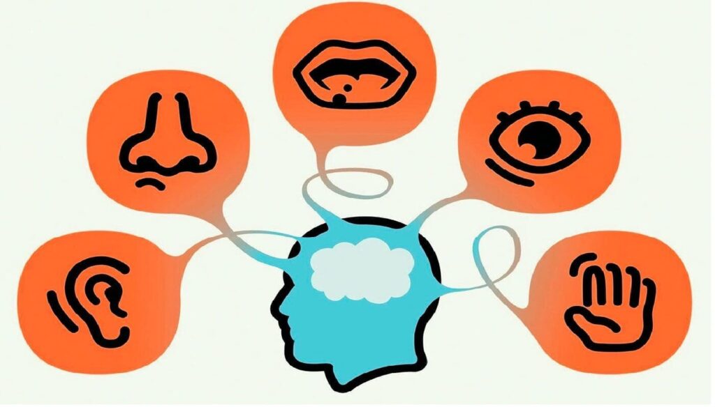 Los Estímulos de los Sentidos no tienen que Viajar de la Corteza Sensorial a la Frontal