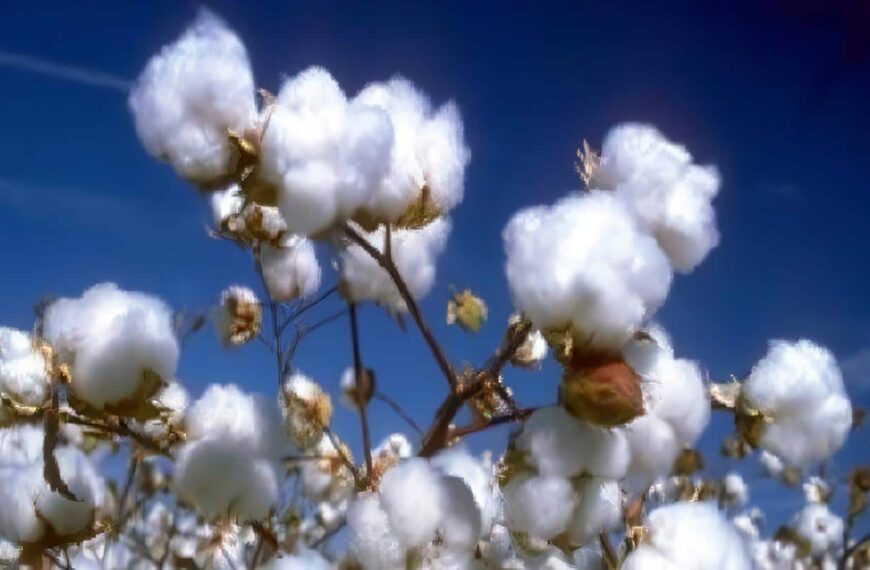 Cadena Productiva de Algodón, Textil, Confecciones