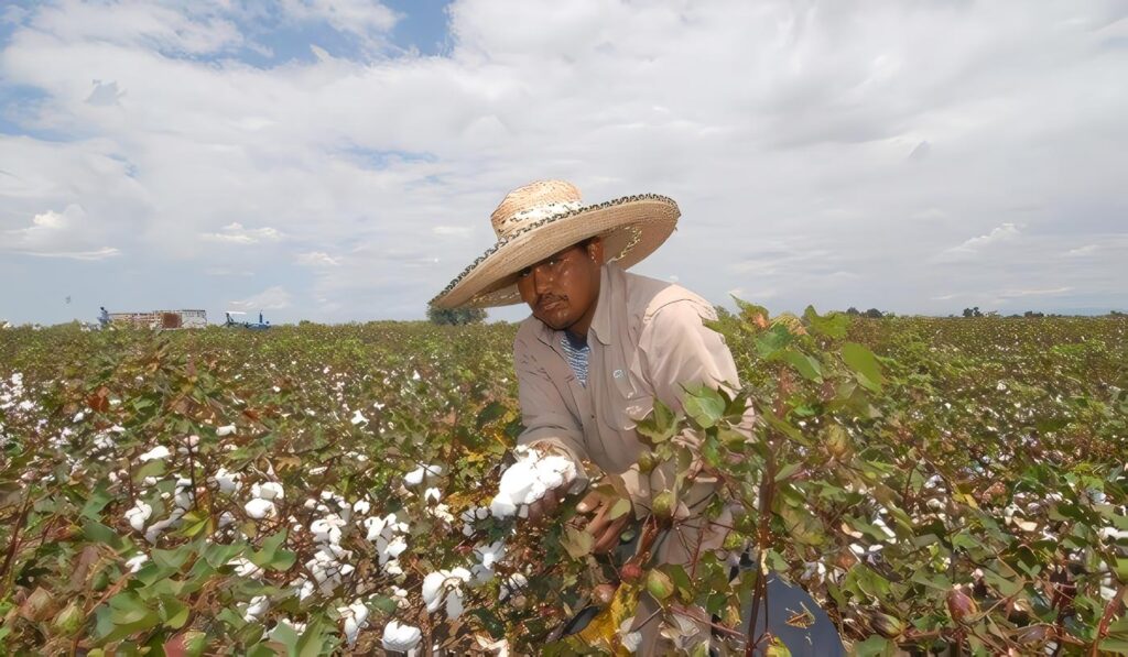 Proceso Productivo Agrícola: Caracterización general