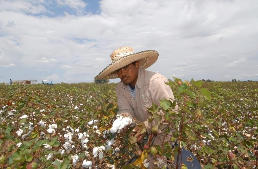 Proceso Productivo Agrícola: Caracterización general