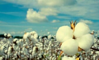 Variables del algodón
