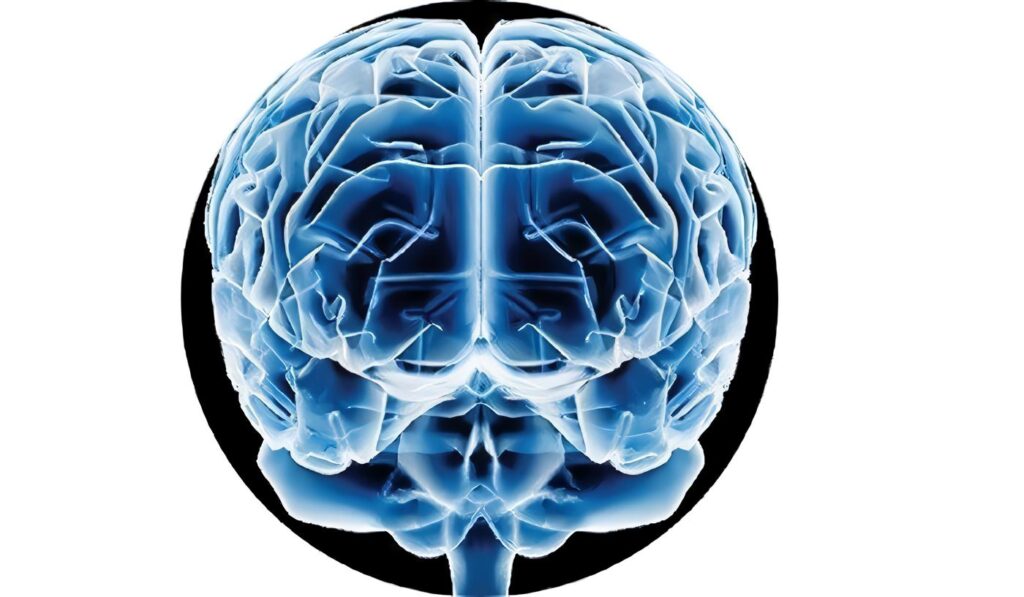 Capacidad Predictiva del Cerebro