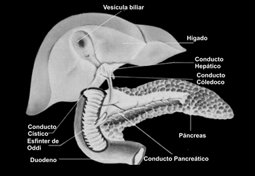 Glándula Pancreática