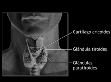 Glándula tiroides y paratiroides