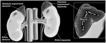 Glándula suprarrenal