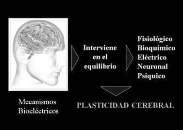 Plasticidad Cerebral