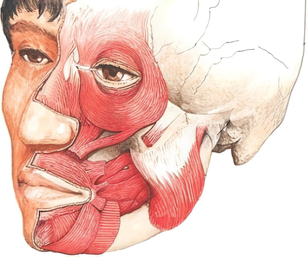 Miotomías de los Músculos Masticatorios