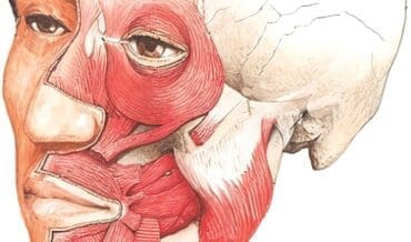 Miotomías de los Músculos Masticatorios